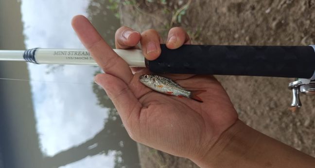 Mancing ikan merah ganting ukuran baby