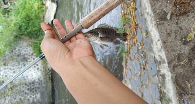Mancing ikan nila di kali kecil irigasi dekat rumah