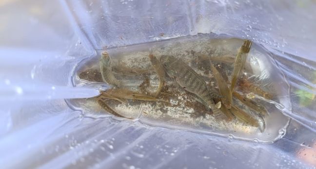 Mancing ikan di kali kecil irigasi dekat rumah