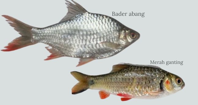 Perbedaan ikan merah ganting dan bader abang
