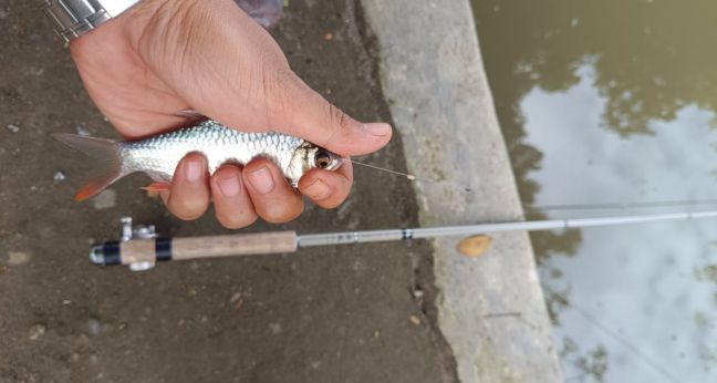 Mancing di sungai pakai tegek Tenkara Tifai