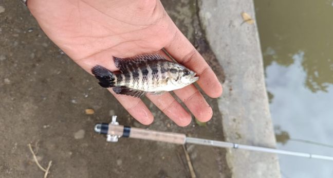 Cara mancing ikan cablak air tawar