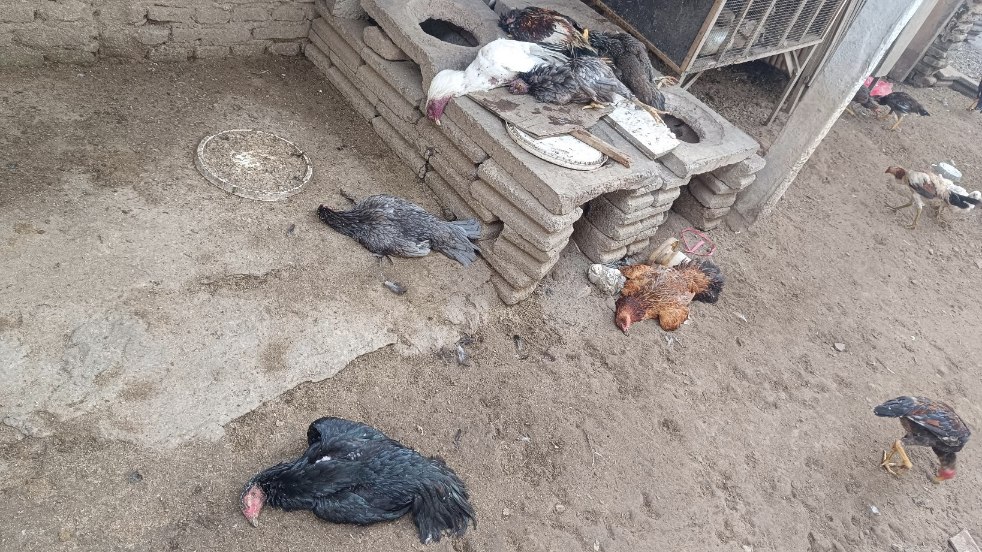Mencatat ayam mati