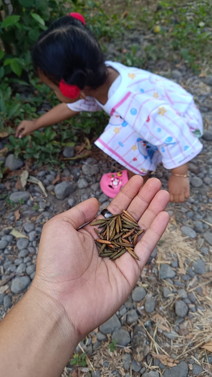 Main biji bunga pletekan setiap bagi bersama buah hati