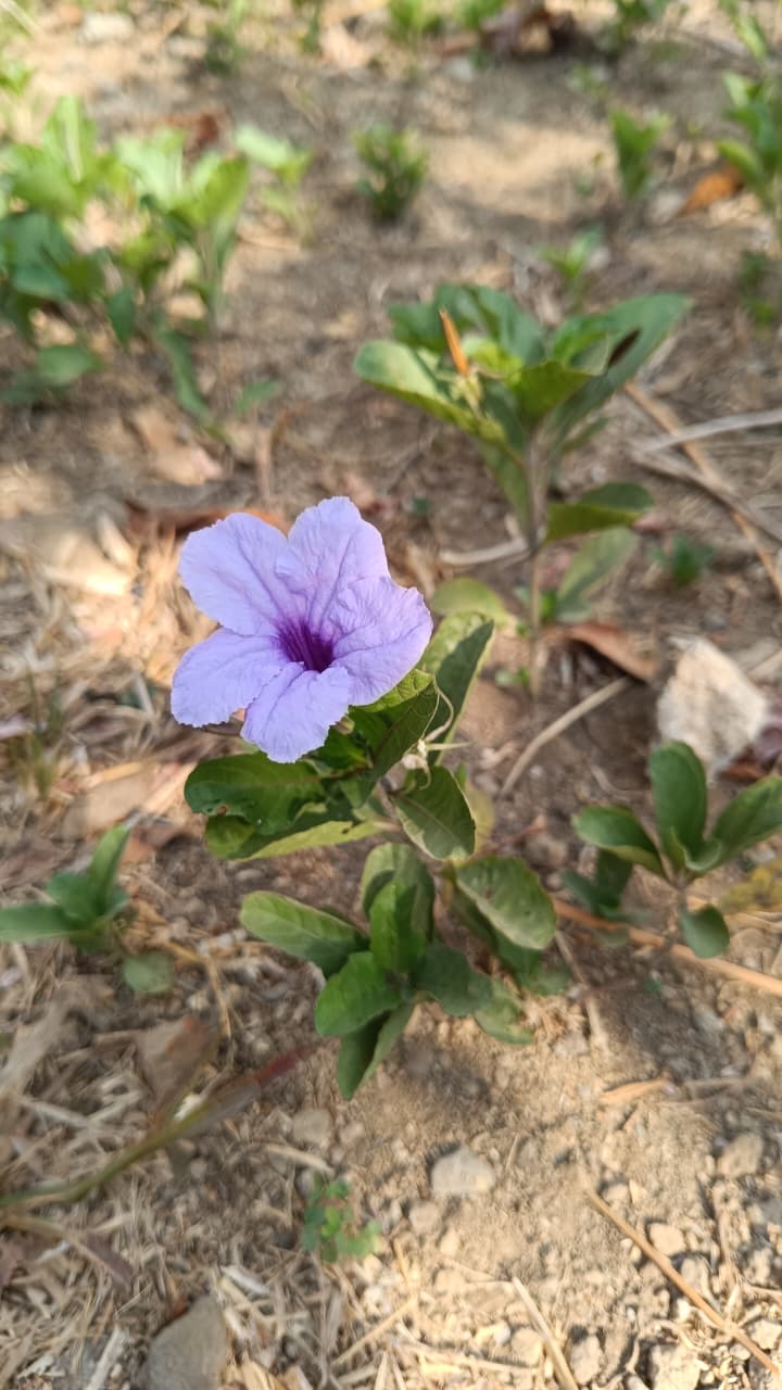 Pletekan (Ruellia tuberosa)